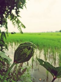 Close-up of insect on plant against sky