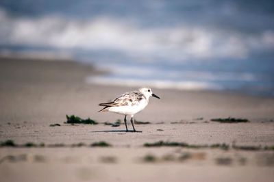 Seagull on a beach