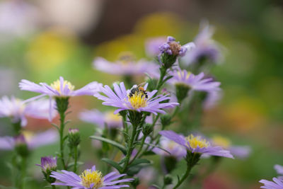 Close-up of butterfly pollinating on flowers