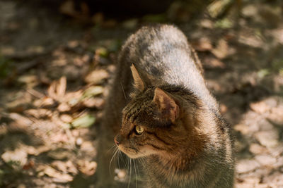 Close-up of a cat on field