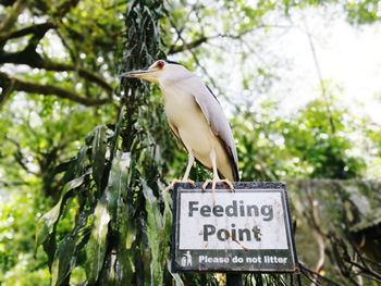 View of bird perching on tree