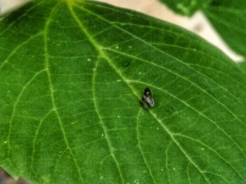 Close-up of green insect on leaf