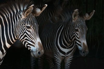 Close-up of grevy zebra mother by foal