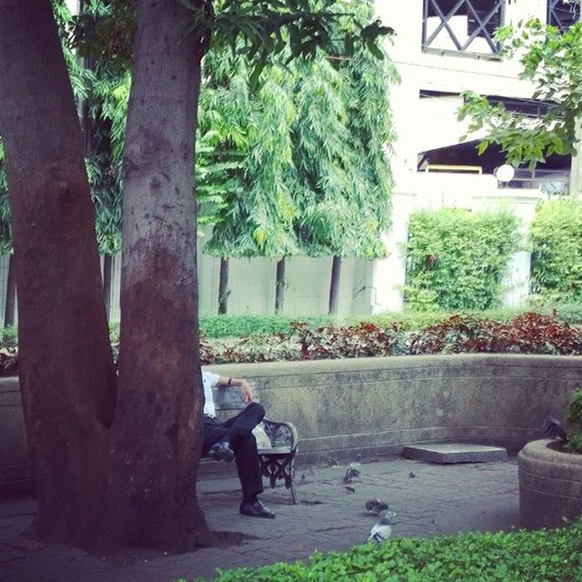 tree, men, person, lifestyles, growth, leisure activity, park - man made space, green color, bench, full length, sitting, rear view, sunlight, plant, outdoors, walking, day, nature