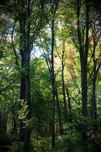 Trees in forest