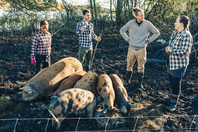 Mid adult female instructor talking with farmers by pigs on organic farm