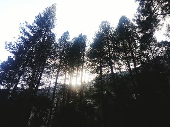 Low angle view of trees against clear sky
