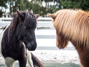 Close-up of a horse