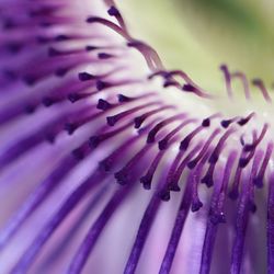 Full frame shot of purple flower