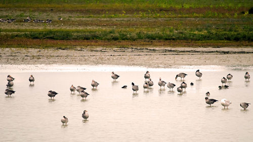 Flock of birds on lake