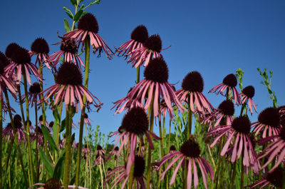 Low angle view of flowering plants on field against sky