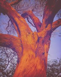 Low angle view of snow covered tree against sky