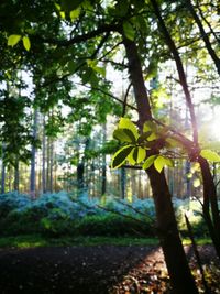 Trees in forest