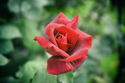 Close-up of red rose