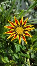 Close-up of yellow flower