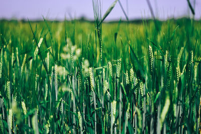 Green grass field