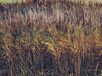 Full frame shot of bamboo on field