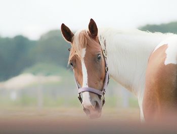 Horse against sky