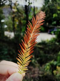 Close-up of hand holding fern of tree