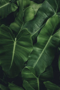 Full frame shot of green leaves