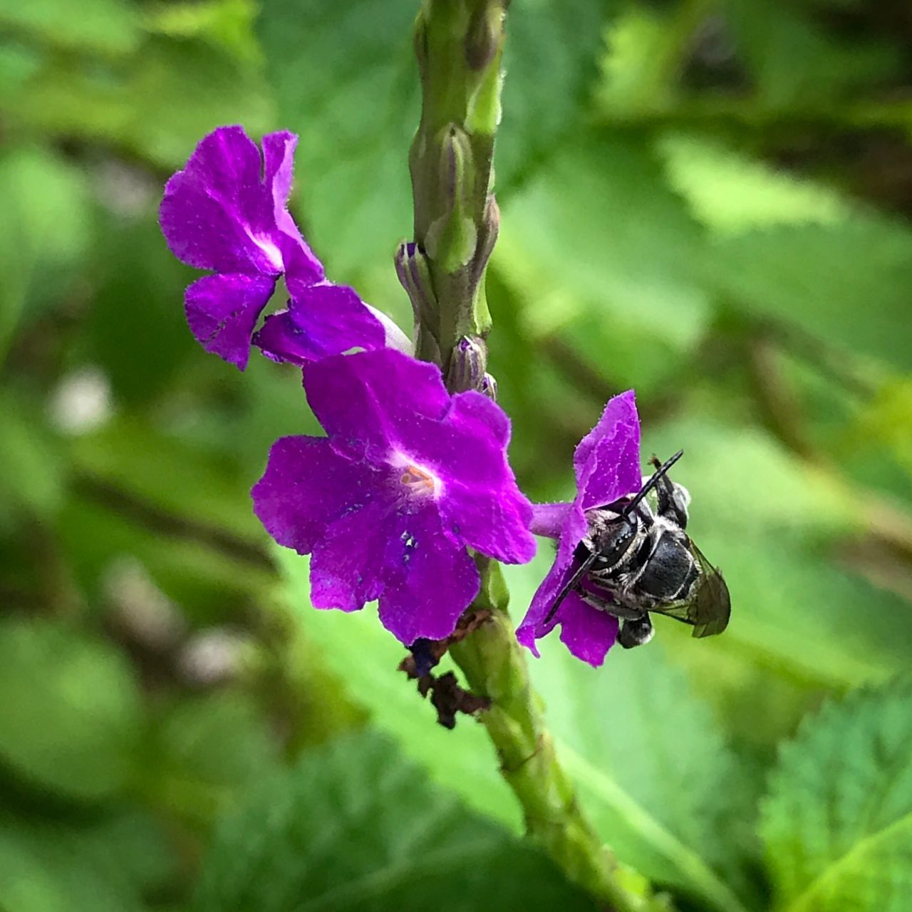 CLOSE-UP OF BEE POLLINATING ON PURPLE FLOWERING PLANT