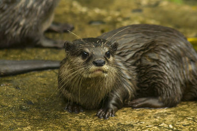 Small-clawed otter in the water.