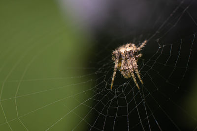 Close-up of spider web