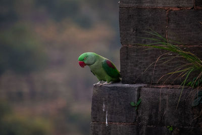 Close-up of parrot perching on wood