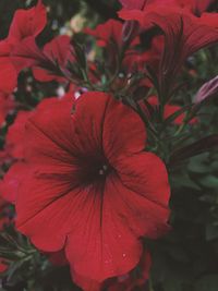 Close-up of red hibiscus blooming outdoors