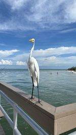 Seagull on railing by sea against sky