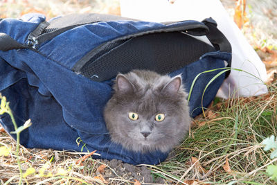 Close-up portrait of cat on field