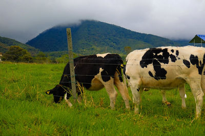 Cows on field by mountains against sky
