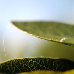 Close-up of spider web on plant