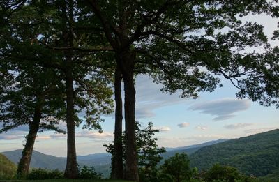 Trees in forest against sky