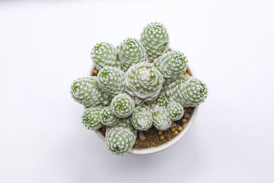 High angle view of plant against white background