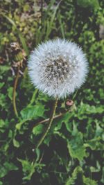 Close-up of dandelion