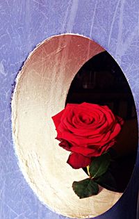 Close-up of red flowers