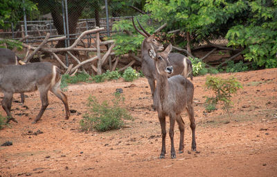 Herd deer that gather in the zoo.many deer are standing and looking at camera.