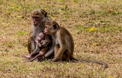 Monkey sitting in a field