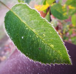 Close-up of water drops on leaf