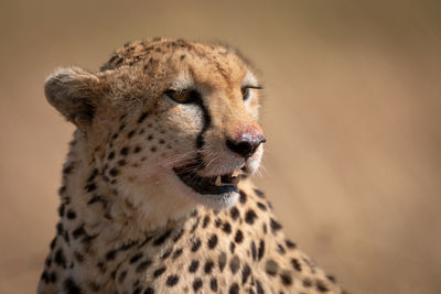 Cheetah looking away in forest