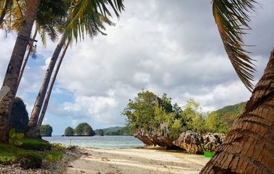 Palm trees at beach against sky