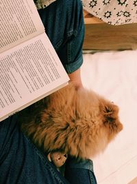 Low section of person with cat