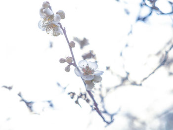 Low angle view of white cherry blossoms in spring