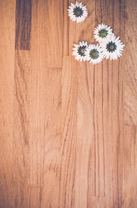 Close-up of flowers on wooden wall