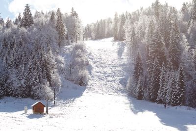 Snow covered land and trees in forest