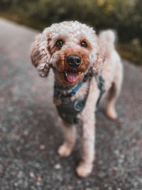 Close-up of dog