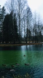 View of ducks swimming in lake