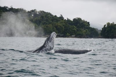 View of whale swimming in sea