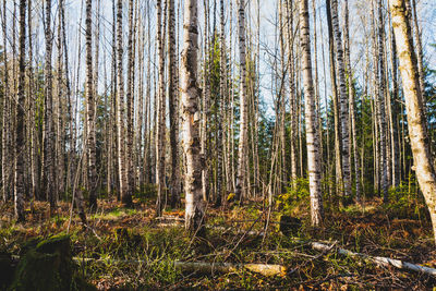 Trees in forest
